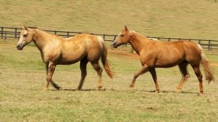 Fazenda em Porto Feliz se dedica à criação de cavalos quarto de milha