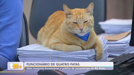 Gato ganha crachá e vira 'funcionário' do Poupatempo em Rio Preto