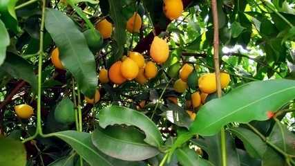 Mangostão e achachairu são cultivados no interior de SP