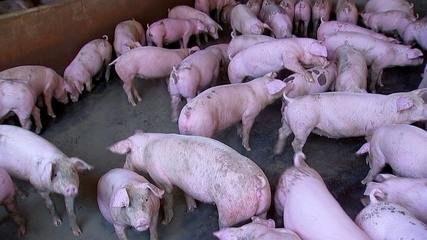 Produção de porcos aumenta na época das festas de fim de ano