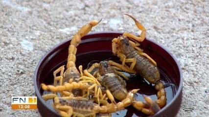 Infestação de escorpiões coloca em risco moradores de Presidente Prudente