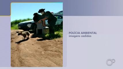 Polícia Ambiental faz soltura de vários animais resgatados em Botucatu