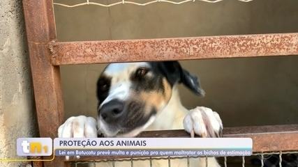 Lei em Botucatu prevê multa e punição para quem maltratar animais de estimação