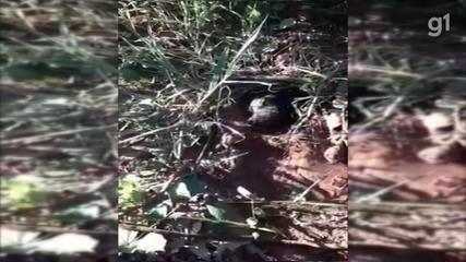 Cão é resgatado por ONG após ser enterrado vivo em Bauru