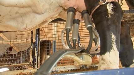 Produtores tentam manter produtividade do rebanho de leite com chegada da estiagem