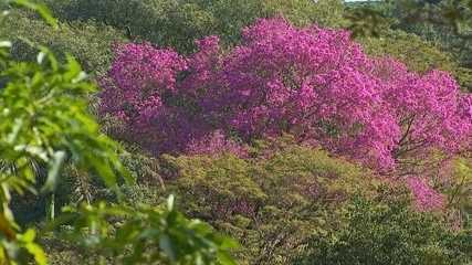 Ipês oferecem espetáculo com florada de diferentes cores