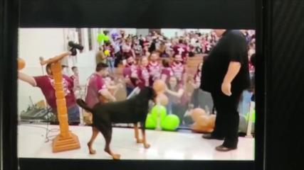 Cão acompanha seu tutor padre em festa