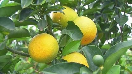 Projeto ajuda produtores de laranja produzirem de forma sustentável