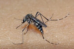 Bauru confirma oitava morte por dengue neste ano