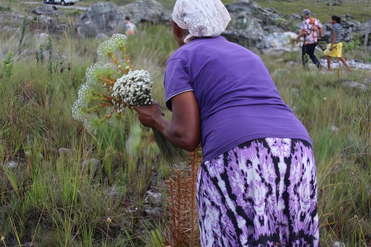 14/06/2023 - O sistema agrícola adotado por povos tradicionais que geram renda através da coleta das flores sempre-vivas na Serra do Espinhaço foi reconhecido nesta terça-feira (13) como patrimônio cultural imaterial de Minas Gerais.. Foto: