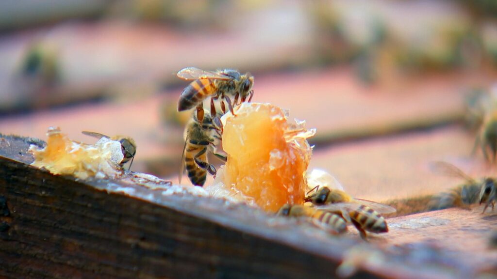 Região da Cuesta, em SP, é importante produtora de mel