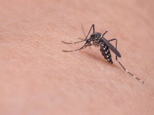 Lençóis Paulista e Pederneiras registram novas mortes dengue em 2024 | Bauru e Marília