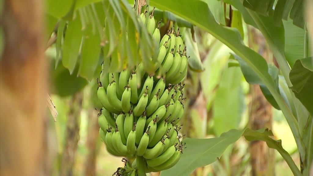 Produtores de banana estão otimistas com colheita | Nosso Campo