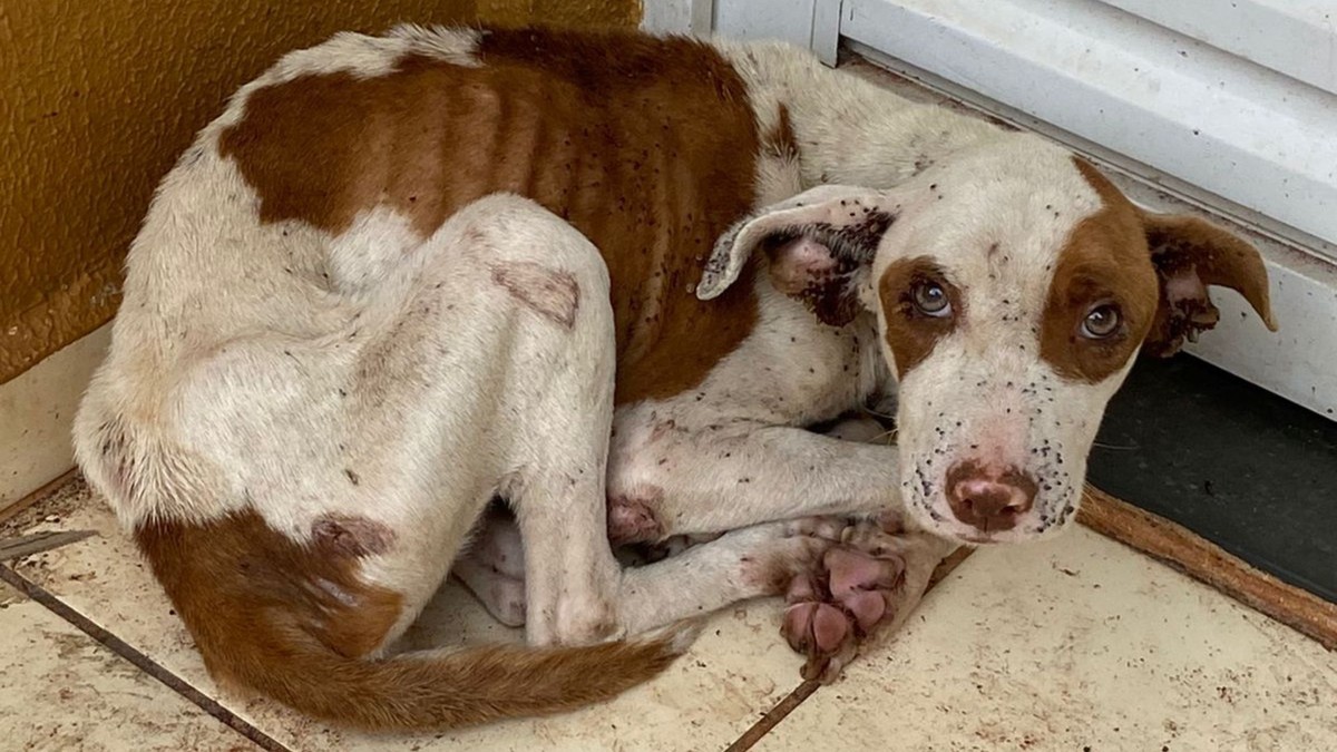 Cadela é resgatada com infestação de carrapatos e sinais de desnutrição em Marília