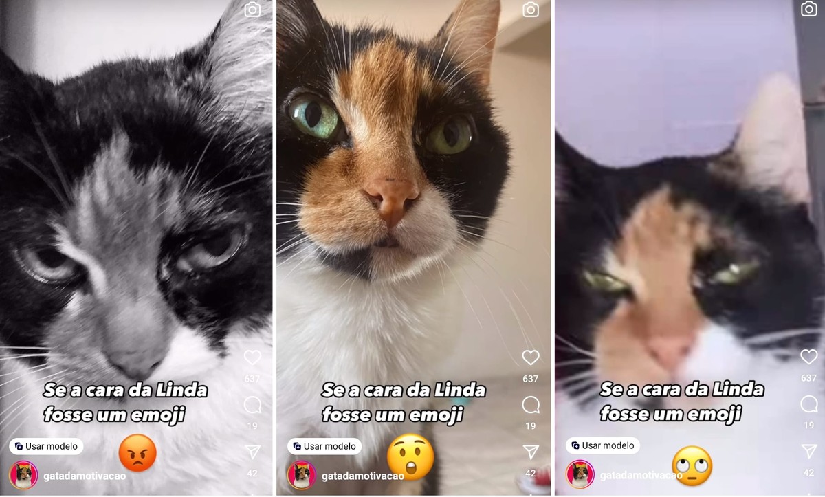 Das ruas à fama: conheça Linda, a gata idosa que virou a 'influencer' da motivação | Tem mais pet