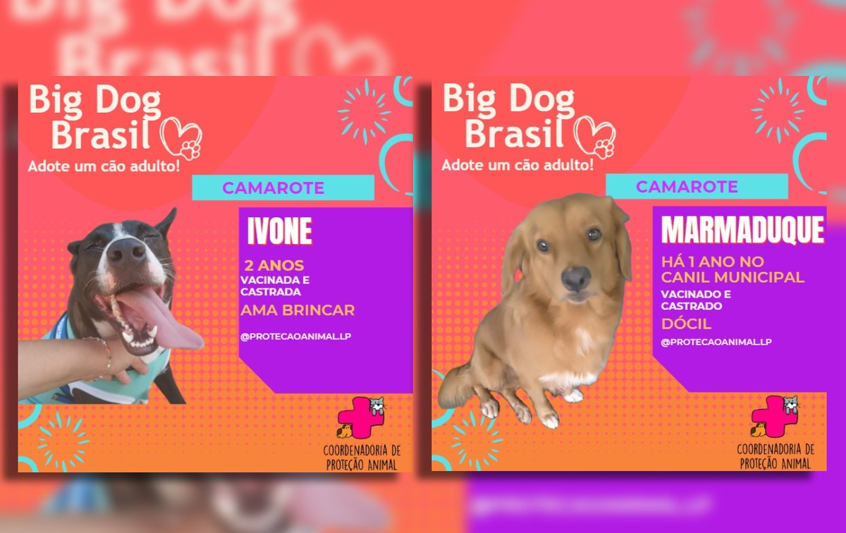 Hey, 'Doghers': canil municipal promove adoção de pets ao estilo reality show em Lençóis Paulista | Tem mais pet