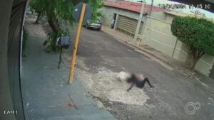 Pit bull solto na rua ataca idosa e cão de estimação durante passeio em Bauru; VÍDEO | Bauru e Marília
